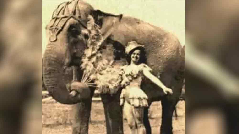 অনেকের দাবি, মেরিই একমাত্র হাতি যাকে ফাঁসিতে ঝোলানো হয়েছিল। কেন ‘খুন’ করল মেরি?