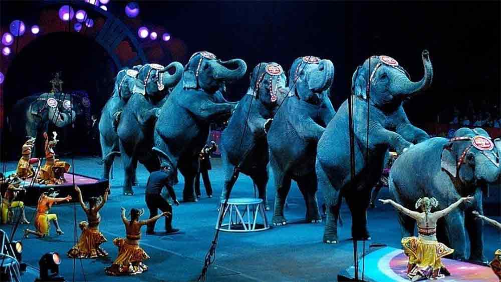 চার বছরের মেরিকে কিনে এনেছিলেন চার্লির বাবা। চার্লি স্পার্কস এবং তাঁর স্ত্রী অ্যাডি মিচেলের কাছে সন্তানের মতো ছিল সে। আকারে অন্য হাতিদের থেকে প্রায় ইঞ্চি তিনেকে লম্বা হওয়ায় ডাকনাম হয়ে গিয়েছিল ‘বিগ মেরি’। 