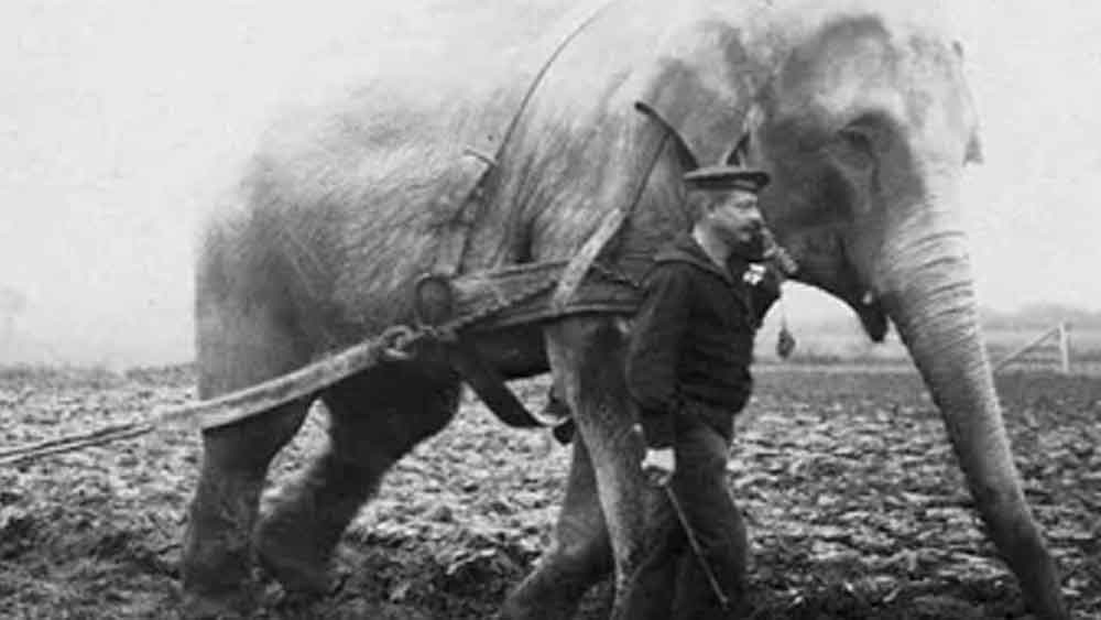 ঘটনার দিন সার্কাসের অন্য হাতিদের সঙ্গে মেরিকে নিয়ে তাদের প্যারেড করাচ্ছিলেন ‘মাহুত’ ওয়াল্টার। মেরির উপরে অঙ্কুশ নিয়ে বসেছিলেন তিনি। হঠাৎই কাছে রাখা তরমুজের টুকরোর দিকে নজর যায় মেরির। শুঁড় দিয়ে তা টেনে খাওয়ার চেষ্টা করতে মেরির কানের পিছনে এল ওয়াল্টারের এক খোঁচা।