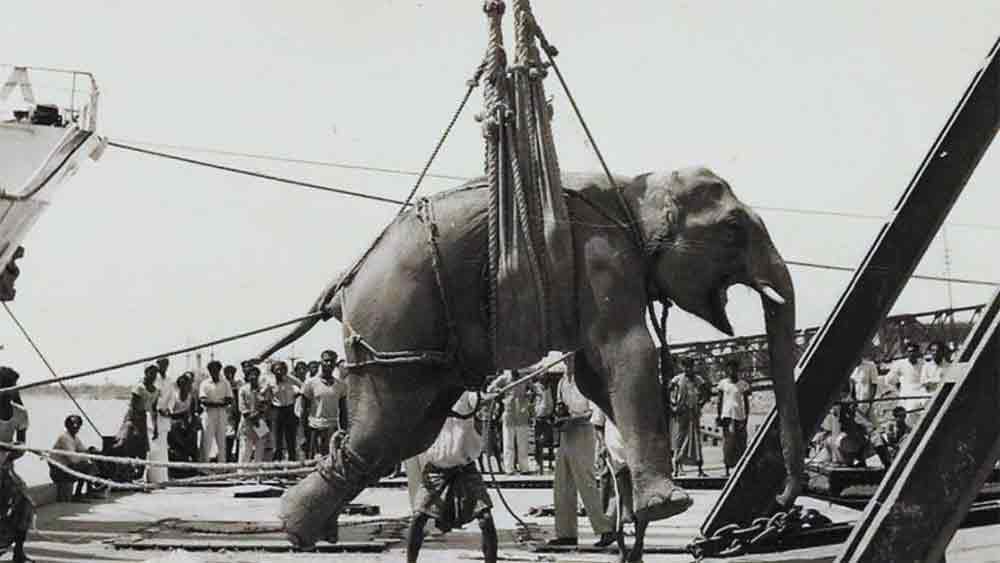 মেরিকে ঘিরে জনতার রোষ বাড়ছিল। অনেকে সার্কাস বন্ধ করার দাবি তোলেন। ব্যবসা বাঁচাতে সন্তানসম মেরিকে জনসমক্ষে ফাঁসিতে ঝোলানোর সিদ্ধান্ত নেন চার্লি। 