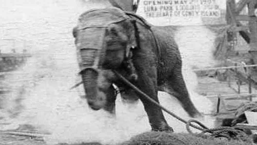 সে দিন বিকেলে ইউনিকয় কাউন্টির রেললাইনের উপরে ক্রেনে করে ফাঁসির মঞ্চে তোলা হয়েছিল শিকলে বাঁধা মেরিকে। তবে প্রায় পাঁচ ফুট ওঠার পর বিপত্তি। মেরির ওজনের ভারে ক্রেনের শিকল ছিঁড়ে গিয়েছিল। মাটিতে পড়ে মেরির কোমর ভেঙে যায়। যন্ত্রণায় চিৎকার করতে থাকে মেরি। তাতেও জনতার রোষ কমেনি। মেরির উপর ঝাঁপিয়ে পড়ে তারা। চলে গণপিটুনি।