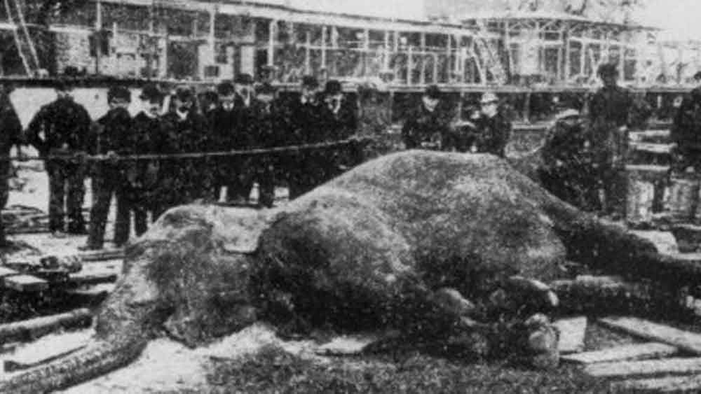 দ্বিতীয় বারের প্রচেষ্টা সফল হয়েছিল। মেরিকে পরীক্ষার পর পশু চিকিৎসকেরা জানিয়েছিলেন, মৃত্যু হয়েছে মেরির। 