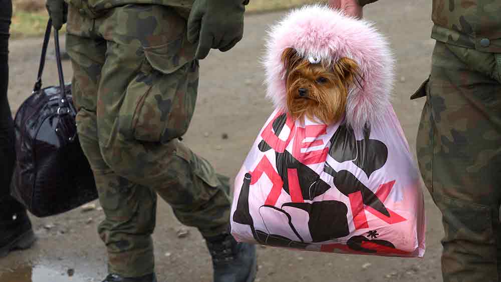 অন্য দিকে, যুদ্ধ থামাতে বাধ্য হয়েই ডনেৎস্ক এবং লুহানস্কের পাশাপাশি খারসেনকেও স্বাধীন বলে স্কীকৃতি দিল ইউক্রেন। 