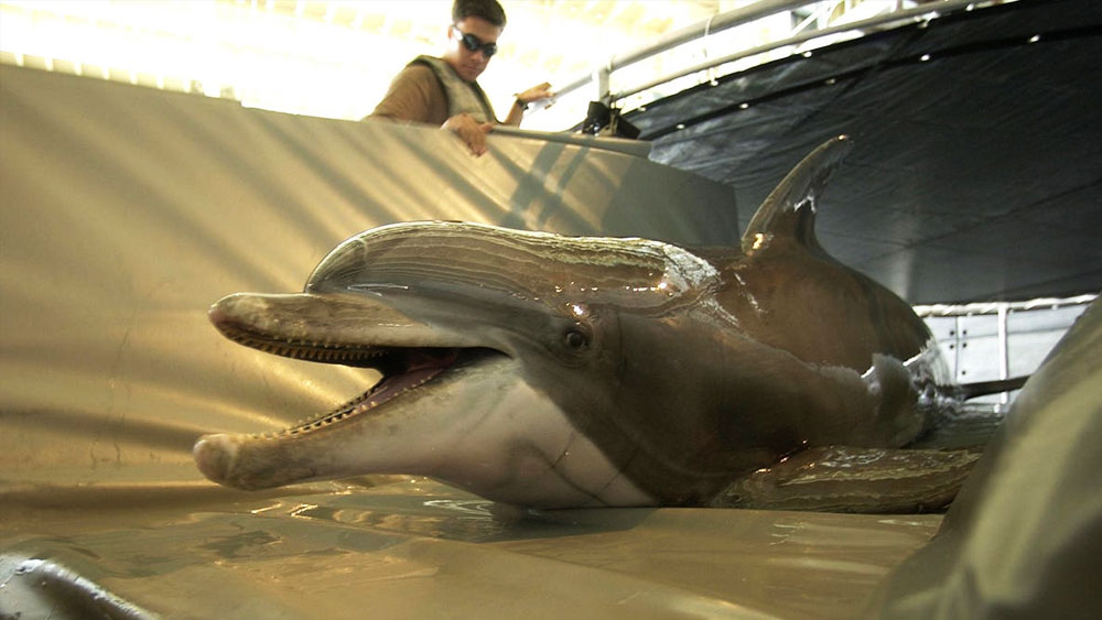 সমুদ্রের নীচ দিয়ে ইউক্রেনের সাঁতারু বাহিনী এসে হামলা চালাতে পারে। এমন একটা আশঙ্কাও রয়েছে। কোনও সাঁতারুকে দেখলেই সঙ্গে সঙ্গে রুশ বাহিনীকে সতর্ক করবে ডলফিনগুলি।