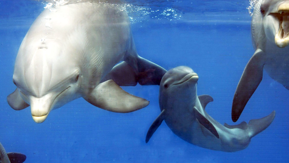 ষাটের দশক থেকে এই সামুদ্রিক প্রাণীকে সেনাবিহনীর কাজে ব্যবহার করার জন্য প্রশিক্ষণ দেওয়ার কাজ শুরু করে রাশিয়া। শুধু রাশিয়া নয়, আমেরিকা ডলফিন এবং সিন্ধুঘোটকদেরও বাহিনীর কাজে লাগানোর কাজ করছে।