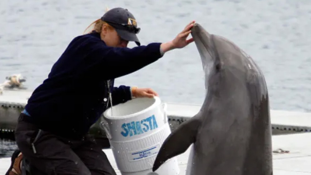 ঠান্ডা যুদ্ধের সময় সোভিয়েত ইউনিয়ন ডলফিনবাহিনীকে ব্যবহার করেছিল। সেভসটোপোল ছিল প্রশিক্ষণকেন্দ্র। এখান থেকেই তাদের অভিযানে পাঠানো হত ঠান্ডা যুদ্ধের সময়।