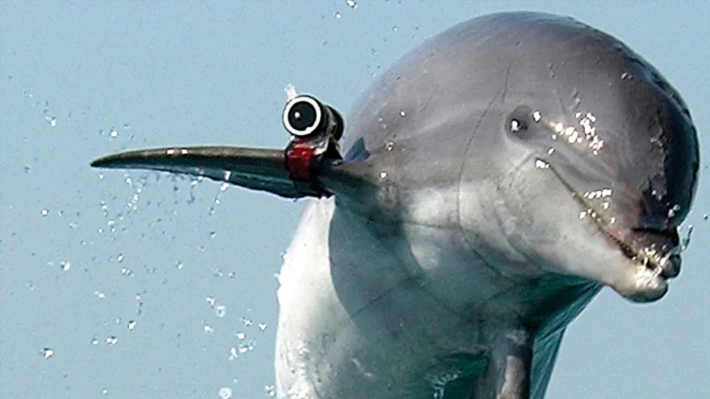 ডলফিনদের প্রশিক্ষণের কাজ অত্যন্ত ব্যয়বহুল। হাকাই ম্যাগাজিনে দাবি করা হয়েছে, সেনা ডলফিন তৈরির জন্য ২০১২-১৯ সালের মধ্যে আমেরিকা সাড়ে ৭ কোটি ডলার খরচ করেছিল। যদিও এই সামুদ্রিক স্তন্যপায়ী বাহিনী তৈরিতে রাশিয়া কত খরচ করেছে তার কোনও হিসেব পাওয়া যায়নি।