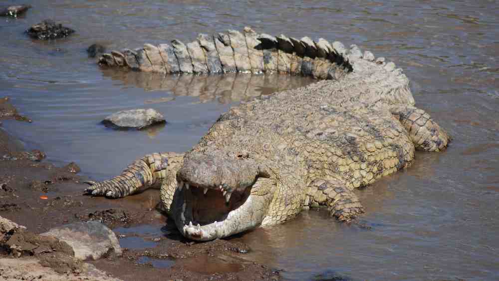 নীল নদেও লুকিয়ে আছে বিপদ। নদ জুড়ে কুমিরের বাস।
