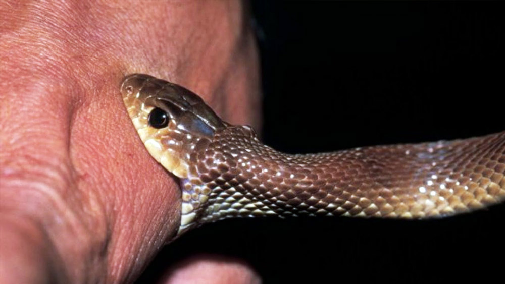 সাপের কামড়ে মৃত্যু হয়েছে, এমন ঘটনা সচরাচর ভারত-সহ বিশ্বের সর্বত্রই দেখা যায়। তবে বন্দুক-ছুরির বদলে যদি সাপের বিষকেই মারণাস্ত্র হিসেবে ব্যবহার করা হয়? শুনে অবাক লাগলেও এই ধরনের ঘটনা ভারতের বিভিন্ন প্রান্তে প্রায়শই ঘটে চলেছে। যা নিয়ে সরব হয়েছে সুপ্রিম কোর্টও।