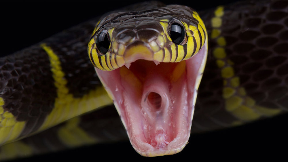 অস্ত্রের আঘাতে কাউকে প্রাণে মারতে চাইলে খুনের প্রমাণ লোপাট হওয়ার সম্ভাবনা ক্ষীণ। কিন্তু শরীরে সাপের কামড়ের দাগ এবং বিষের উপস্থিতির প্রমাণ পাওয়া গেলে তা ‘স্বাভাবিক মৃত্যু’ হিসেবেই ধরা হয়। ফলে খুনিরাও পাকড়াও হওয়ার হাত থেকে বেঁচে যায়। 