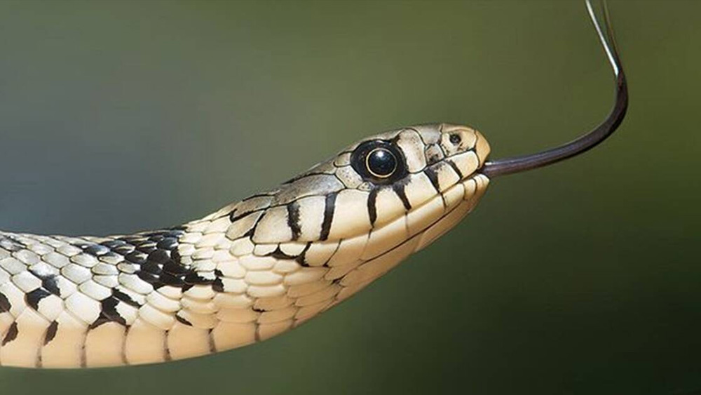  বিশেষজ্ঞদের একাংশের দাবি, প্রমাণ না রেখে ঠান্ডা মাথায় খুন করার জন্য এর চেয়ে অভিনব পদ্ধতি খুব কমই রয়েছে। তদন্তে জানা যায়, ভারতে এই ভাবে খুন করার প্রচলন বেশি।