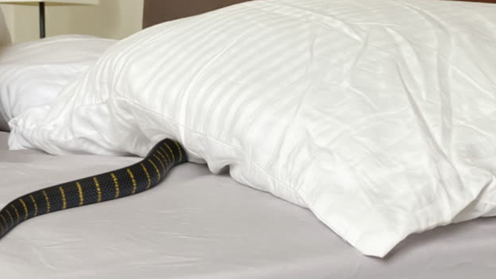 এমনকি, দেশের বিভিন্ন আদালতে এ রকম মামলা প্রায়ই আসে, যেখানে বিষধর সাপের কামড়ের মাধ্যমে খুন করার চেষ্টা হয়েছে বলে দাবি করেছেন নিহতের পরিবার। 