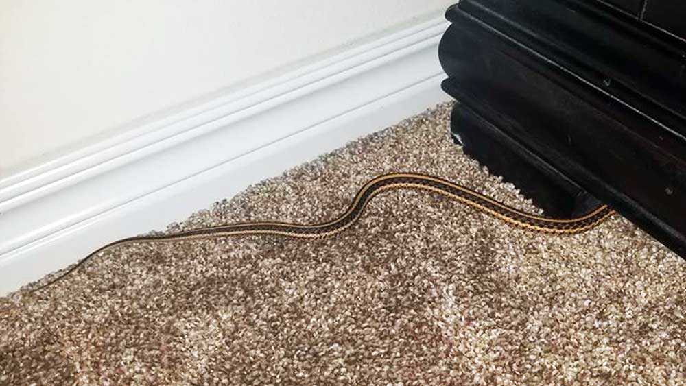 সূর্য ভেবেছিলেন, সিঁড়িতে সাপের গায়ে পা পড়েই কামড় খেয়ে মৃত্যু হবে তাঁর স্ত্রীর। কিন্তু তার আগেই উথরা সাপটি দেখতে পেয়ে যান। ফলে সে যাত্রায় বেঁচে যান উনি। তবুও হাল ছাড়েন না উথরার স্বামী।