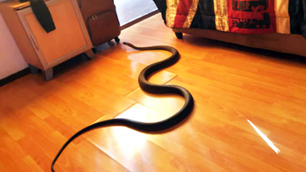 এর কয়েক মাস পর বিছানার উপর আবার বিষধর চন্দ্রবোড়া সাপ ছেড়ে ঘুমের মধ্যেই উথরাকে মারার চেষ্টা করেন সূর্য। 