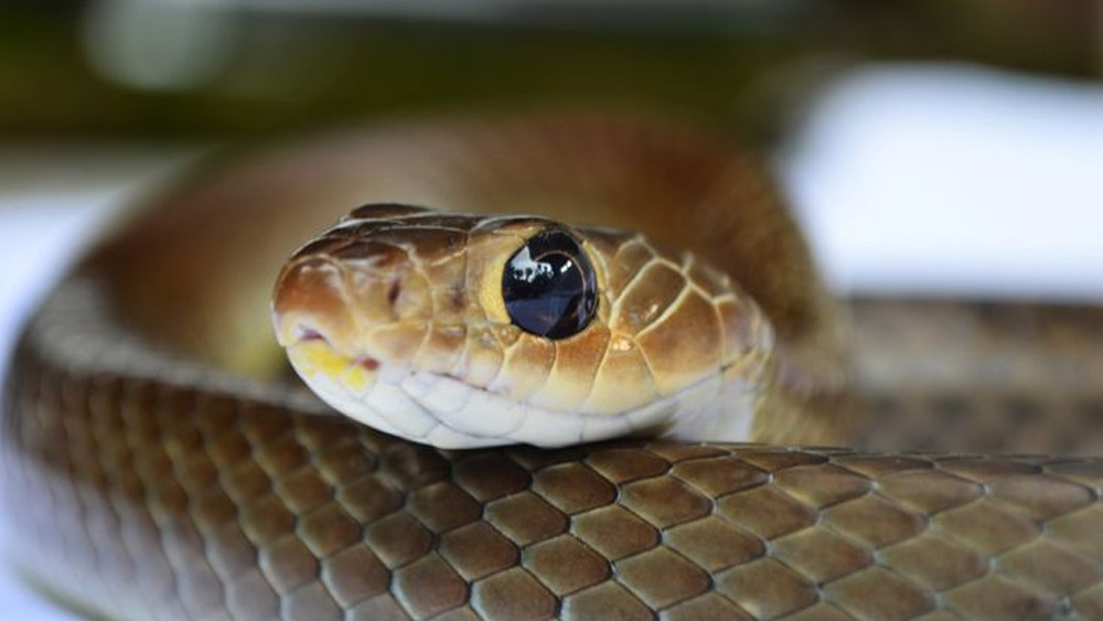 ৫২ দিন হাসপাতালে ভর্তি থেকে মৃত্যুর সঙ্গে পাঞ্জা লড়ছিলেন উথরা। বাড়িতে নিয়ে আসার পর শয্যাশায়ী হয়ে পড়েছিলেন তিনি।