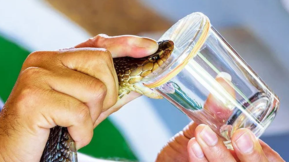  এই অবস্থায় উথরাকে ফলের রসের সঙ্গে ঘুমের ওষুধ মিশিয়ে খাইয়ে দিয়েছিলেন। উথরা ঘুমিয়ে পড়লে বিছানার উপর ছেড়ে দেন কেউটে সাপ। মৃত্যু নিশ্চিত করতে সাপের মাথা ধরে পর পর দু’বার বিষদাঁত বসিয়ে দেন উথরার বাঁ হাতে।