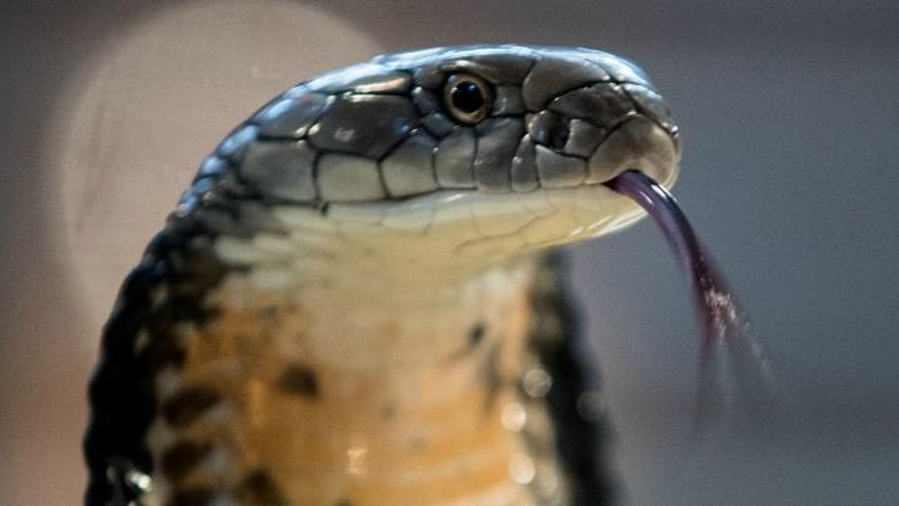 অভিযোগ ছিল, মণীশ নামে এক জনের সঙ্গে বিবাহ-বহির্ভূত সম্পর্কে জড়িয়ে পড়েন আল্পনা। তাঁর শাশুড়ি এই বিষয়ে সন্দেহ করলে মণীশ ও আল্পনা দু’জন মিলে সুবোধ দেবীকে খুন করার পরিকল্পনা করেন।