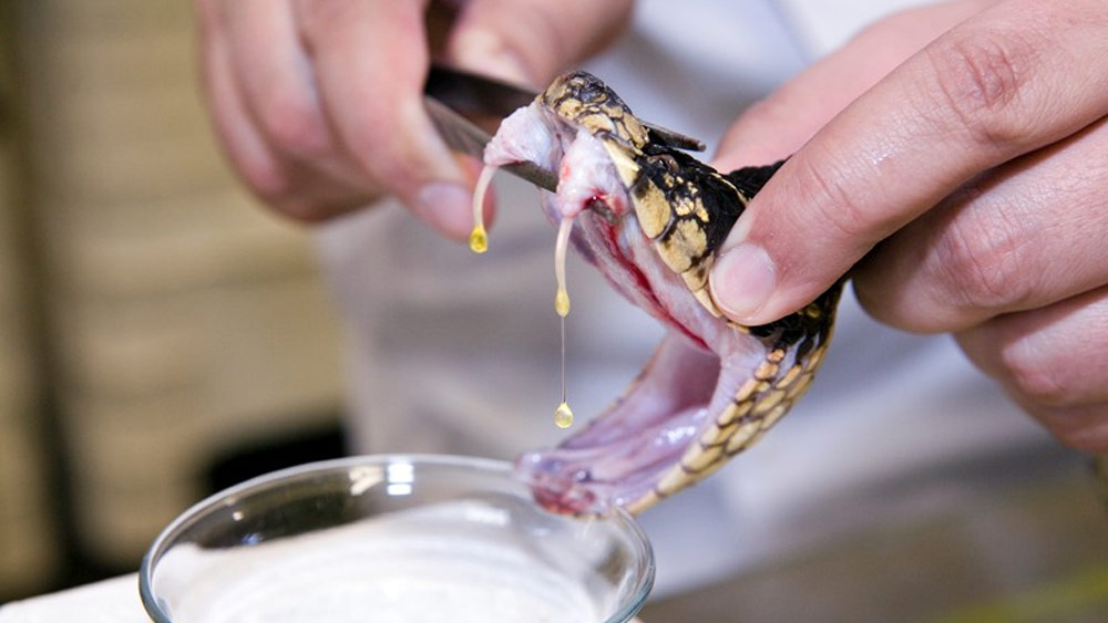 তা হলে কি সাপের বিষই নতুন ‘মারণাস্ত্র’ হিসাবে ব্যবহার করা হবে? গোয়েন্দা বিভাগ-সহ দেশের বিচারপতিরাও এই বিষয় নিয়ে উদ্বিগ্ন।