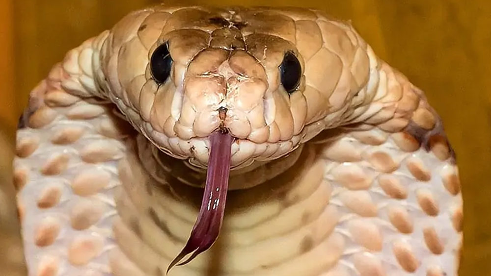 কোনও ব্যক্তিকে কামড়ালে কতটা বিষ সাপটি ঢালবে, তা-ও সে নিয়ন্ত্রণ করতে পারে। মৃত্যু নিশ্চিত করতে বিষের পরিমাণ হেরফের করা তাদের অন্যতম প্রধান বৈশিষ্ট।