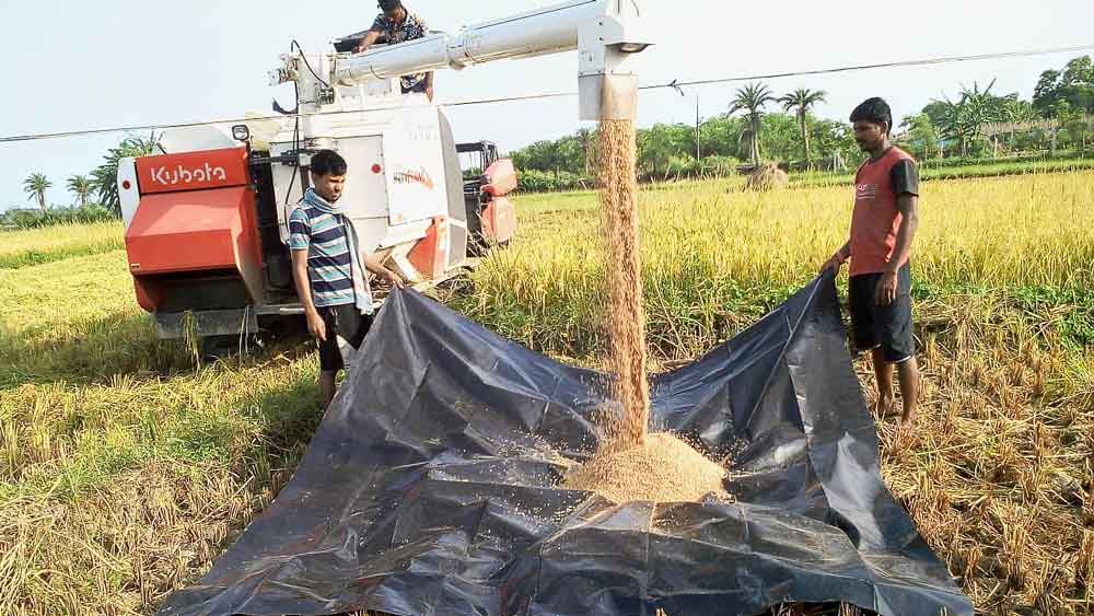 ঝড়ের আগে: রামনগর-১ ব্লকে ধান দ্রুত কেটে ঘরে তোলা হচ্ছে।