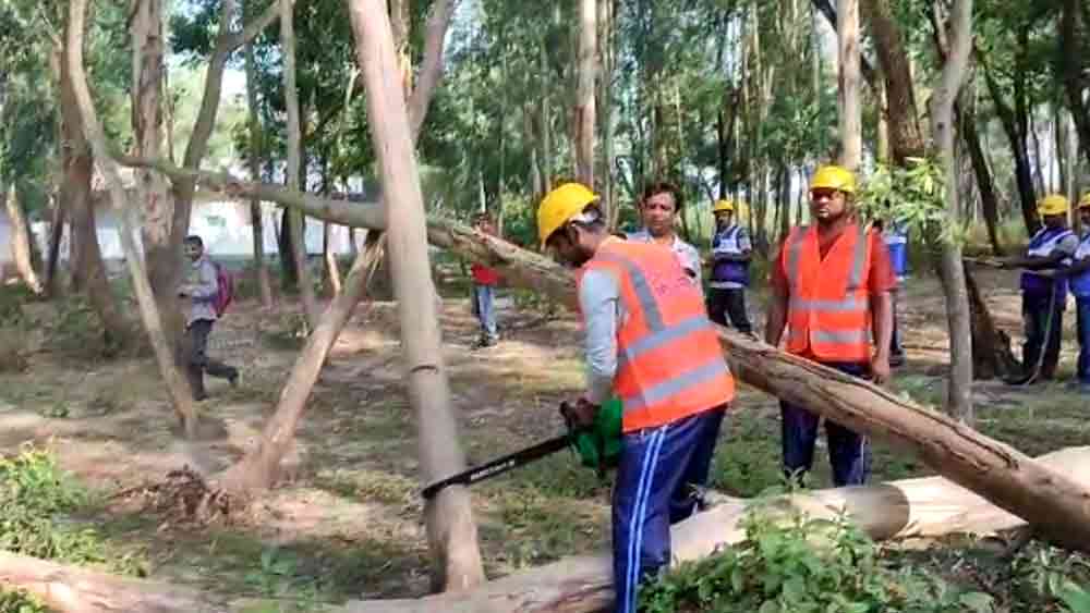 কাটা হচ্ছে বিপজ্জনক অবস্থায় থাকা গাছের ডাল।