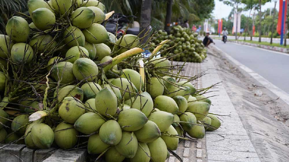 এমনটাই সম্ভব ভিয়েতনামি নারকেল গাছের ক্ষেত্রে। মাত্র ২৮ মাসেই ফলন আসে এই নারকেল গাছে। ফলন পেতে সুদীর্ঘ অপেক্ষা একেবারেই করতে হয় না। দেশ-বিদেশে এই নারকেল গাছের জনপ্রিয়তা ইতিমধ্যেই তুঙ্গে।