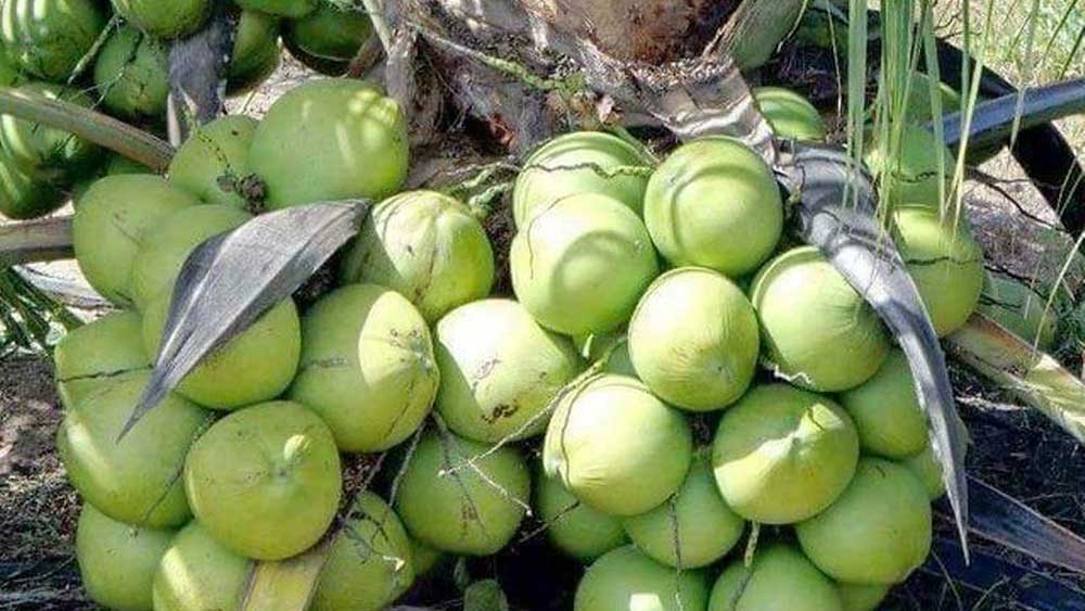 সাধারণ নারকেল গাছের তুলনায় ভিয়েতনামি নারকেল গাছ উচ্চতায় অনেকটাই খাটো। এর উচ্চতা এতটাই কম যে, ৫-১০ বছরের বাচ্চারাও অতি সহজেই মাটিতে দাঁড়িয়ে এই নারকেলের নাগাল পেতে পারে।