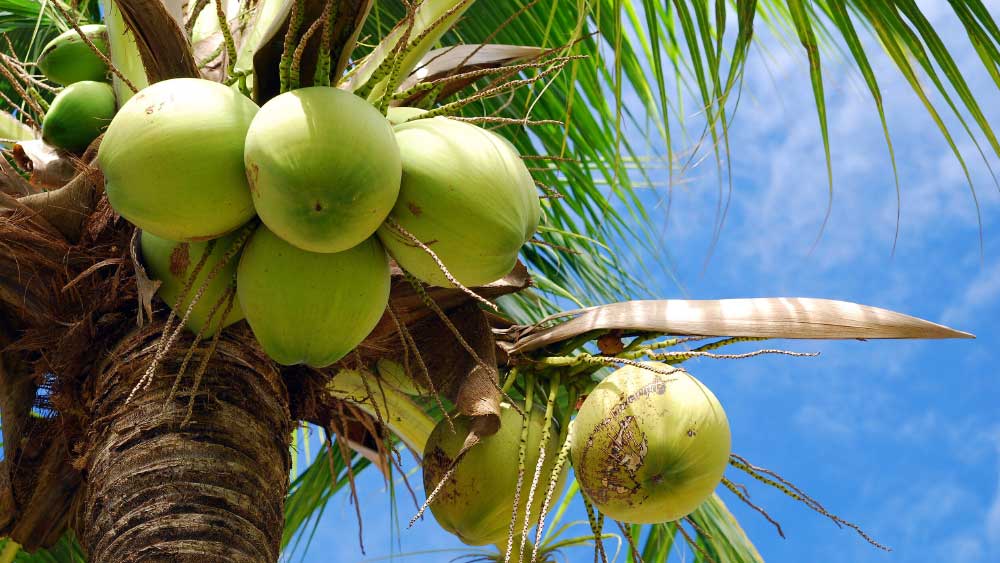 বাংলাদেশে ব্যাপক ভাবে এই নারকেল গাছের চাষ শুরু হয়েছে। বাংলাদেশি নারকেল চাষিদের মতে, এই নারকেল গাছ থেকে দু’ভাবে লাভ করা যেতে পারে। ফল বিক্রি করে এবং প্রচুর পরিমাণে গাছের চারা বিক্রি করে।