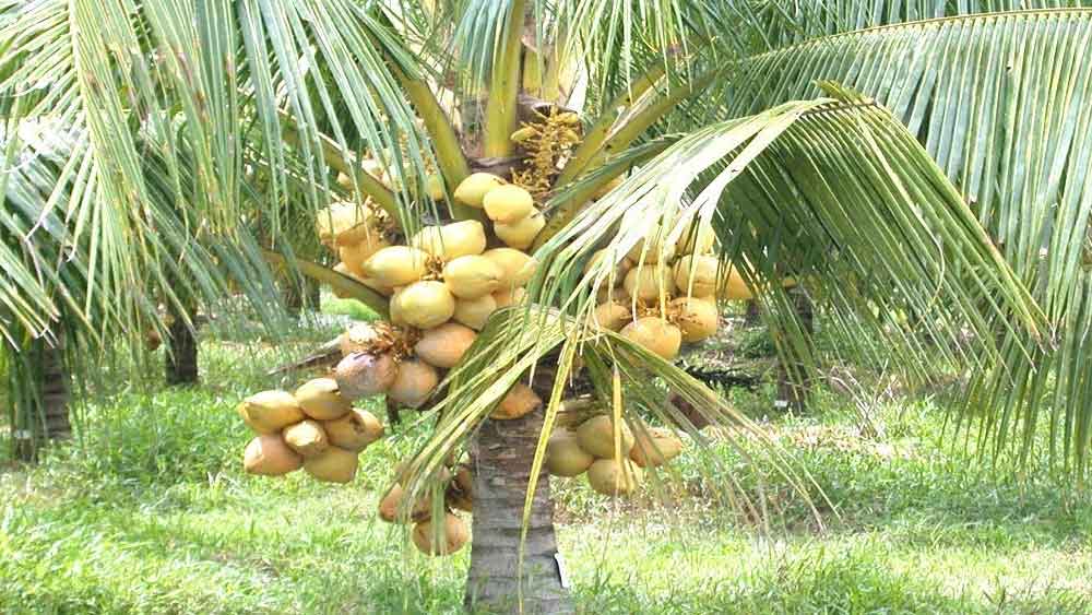দেশীয় নারকেল গাছের তুলনায় প্রায় তিনগুণ বেশি ফলন হয় ভিয়েতনামি নারকেল গাছে। সঠিক দেখভাল করলে প্রতি বছর এক একটি গাছ থেকে প্রায় ২০০ থেকে ২৫০টি নারকেল পাওয়া যায়। 