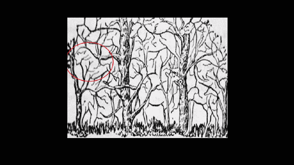 এই ছবিতেই মিলবে আটটি পশুর হদিশ।