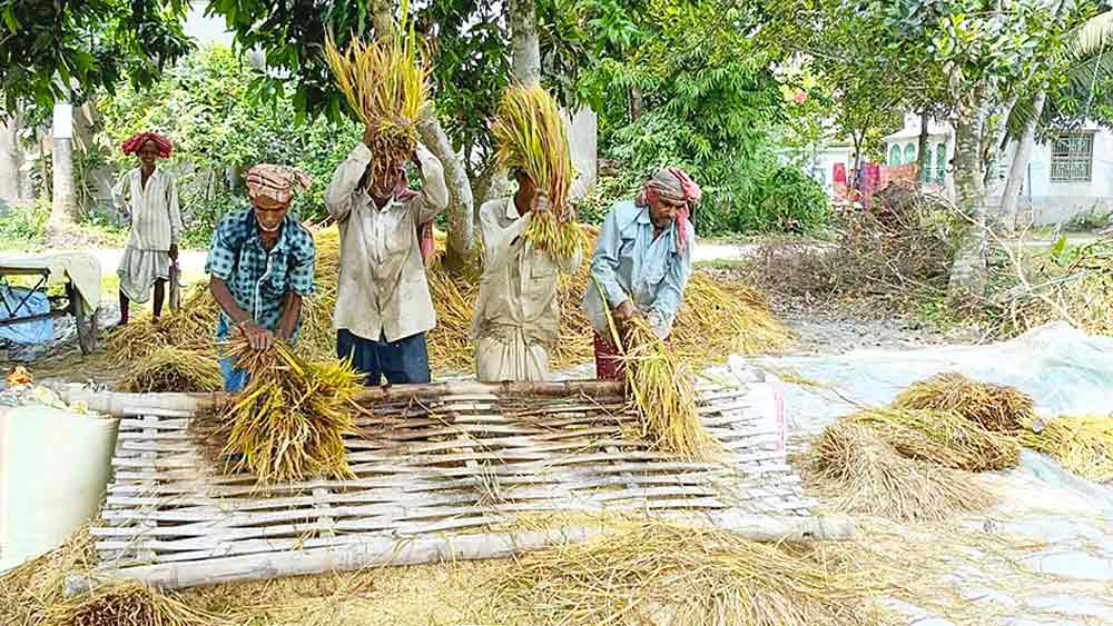 দ্রুত-হাতে: নহাটার কুলপুকুর গ্রামে চলছে ধানঝাড়ার কাজ।