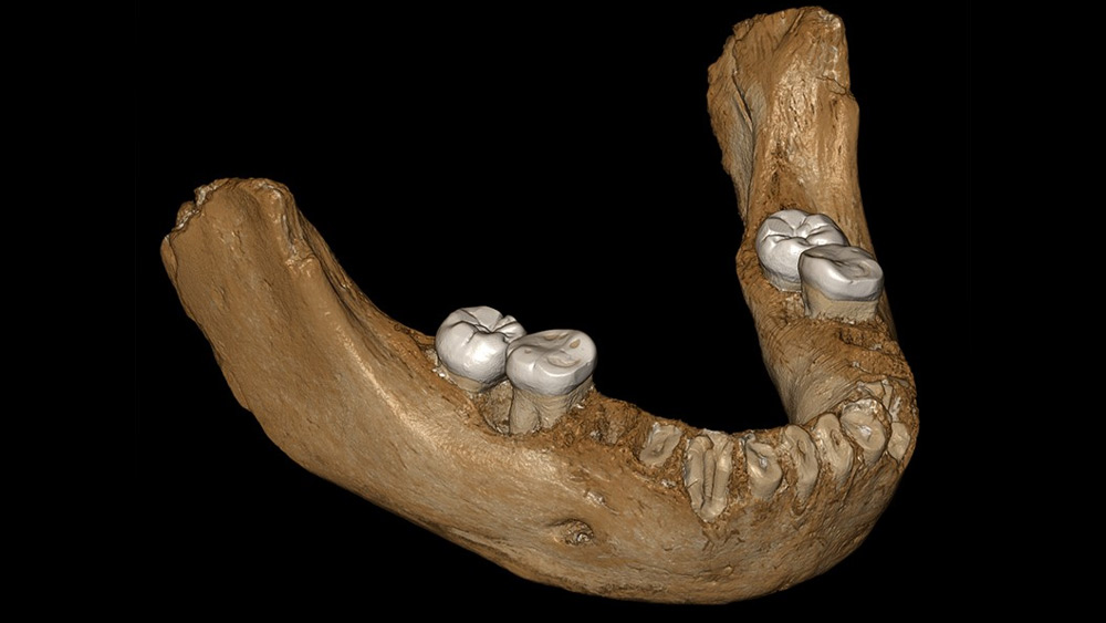 পরে ২০১৯ সালে তিব্বত মালভূমিতে একটি চোয়ালের হাড় খুঁজে পাওয়া যায়। এই চোয়ালের হাড়ও ডেনিসোভান শাখার বলে গবেষকরা জানান। গবেষকরা এ-ও ধারণা করেন, এই প্রজাতির কিছু মানুষ চিনেও বসবাস করতেন।