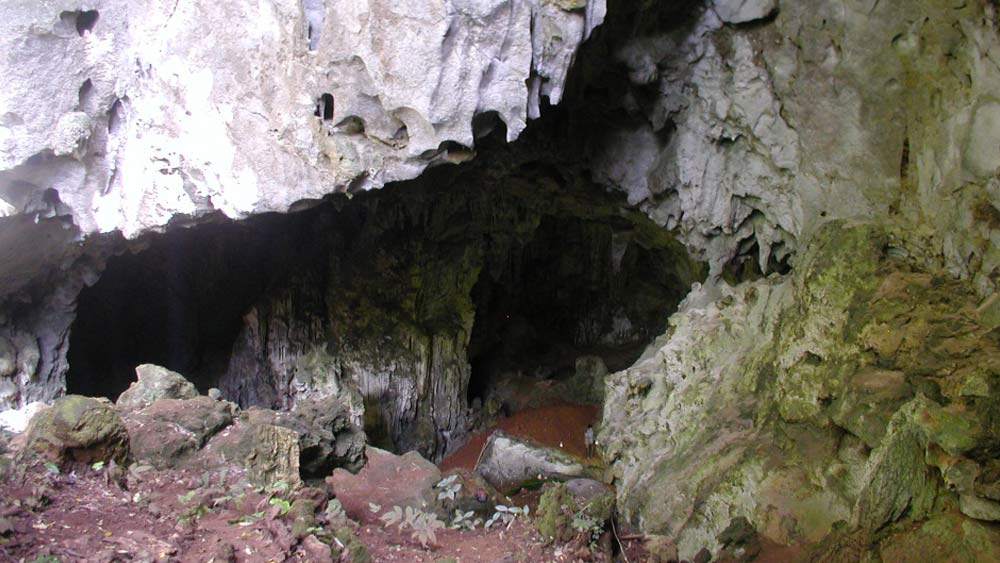 তবে এই ধারণা ভুল প্রমাণিত হয় যখন বিজ্ঞানীদের একটি দল উত্তর-পূর্ব লাওসের কোবরা গুহায় অনুসন্ধান শুরু করেন। ২০১৮ সালে টাম পা লিং গুহার পাশের একটি গুহায় এই দাঁতটি খুঁজে পাওয়া যায়।