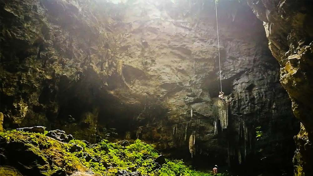 এই বিজ্ঞানী দলের নেতৃত্বে ছিলেন চেন লিক্সিন। তিনি জানান, গাছের পাশাপাশি এই জঙ্গলে তাঁর কাঁধ পর্যন্ত লম্বা বেশ কিছু উদ্ভিদের খোঁজও পাওয়া গিয়েছে।