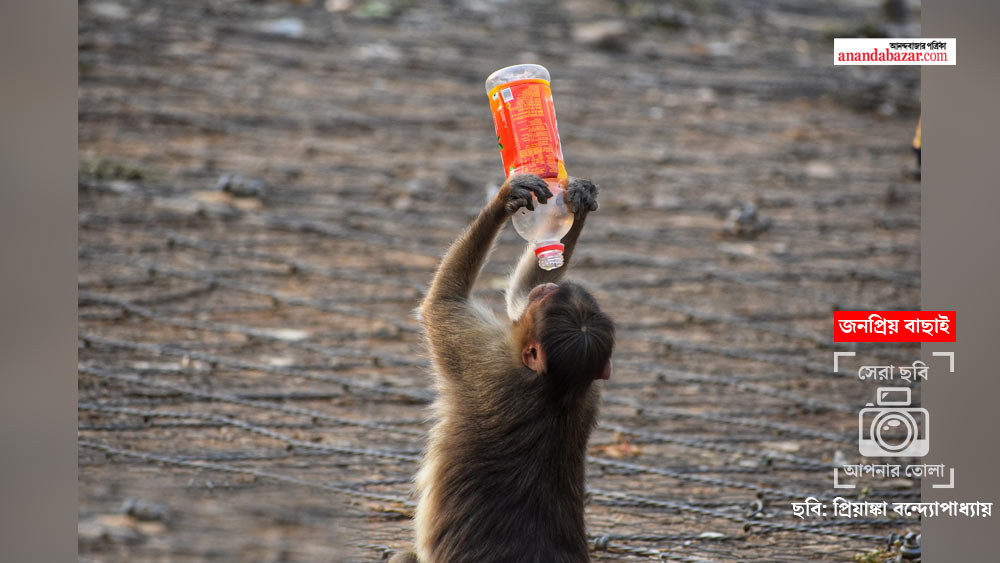 ছবি: প্রিয়াঙ্কা বন্দ্যোপাধ্যায়।