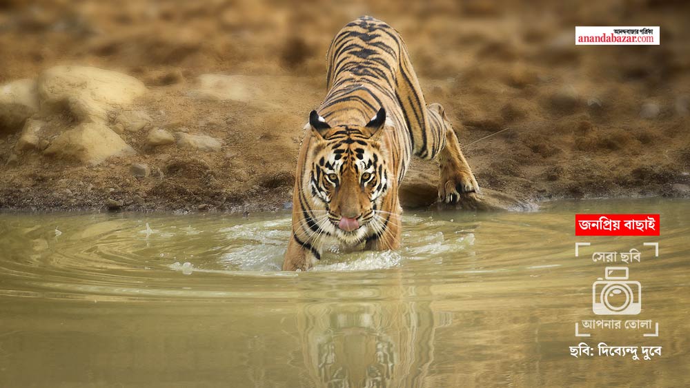 ছবি: দিব্যেন্দু দুবে।