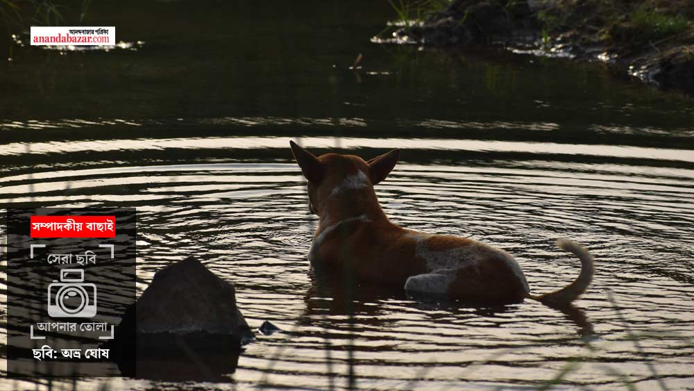 ছবি: অভ্র ঘোষ।