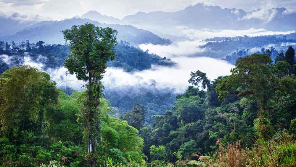 আমাজন জঙ্গল নিয়ে বিশদে জানতে গবেষকরা প্রথমবার বায়ুবাহিত লেজার প্রযুক্তি ব্যবহার করেন। আর তখনই লেজার চিত্রে এই শহরের ছবি ধরা পড়ে।
