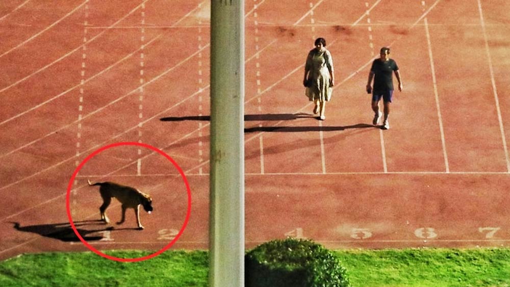 ত্যাগরাজ স্টেডিয়ামের রানিং ট্র্যাকের উপর দিয়ে হাঁটছেন এক পুরুষ ও মহিলা। সামনে চলেছে তাঁদের পোষ্য সারমেয়। এই ছবি নিয়েই নেটাগরিকদের মধ্যে শুরু হল আলোড়ন। ব্যাপারটা কী? 