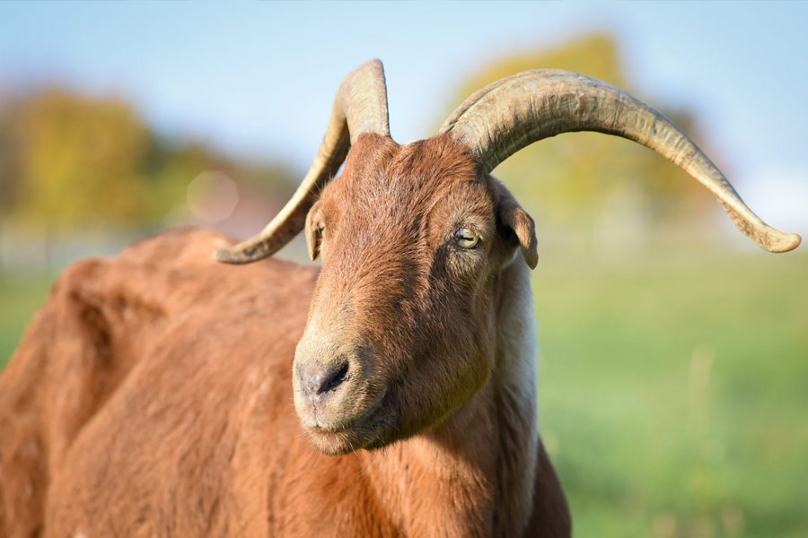 ‘পুরুষ’ তৈরি করতে বন্ধ্যা পুরুষদের অণ্ডকোষের থলিতে ছাগলের অণ্ডকোষ পুরে দিতেন ব্রিঙ্কলি। তাঁর দাবি ছিল, এটি বন্ধ্যত্ব নিরাময়ের অমোঘ উপায়। 
