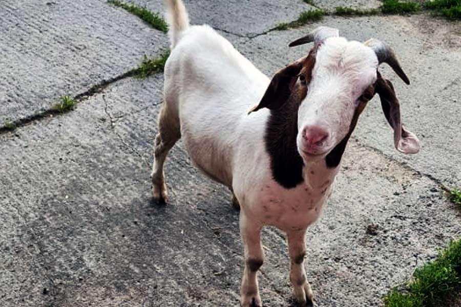 তবে অস্ত্রোপচার করার সময় ছাগলের অণ্ডকোষগুলি মানুষের অণ্ডকোষের থলিতে পুরে তা কোনও গ্রন্থির সঙ্গে তিনি জুড়তেন না। কেবল থলিতে ছাগলের অণ্ডকোষগুলি ভরে সেই জায়গা সেলাই করে দিতেন।