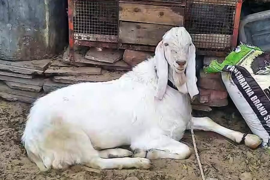 এর মধ্যেই তিনি দাবি করেন, ছাগলের অণ্ডকোষ প্রতিস্থাপন করার পর এক জনের সন্তান হয়েছে। ওই বাচ্চার সঙ্গে ছবি তুলে তিনি বিভিন্ন সংবাদমাধ্যমে বিজ্ঞাপনও দেন।