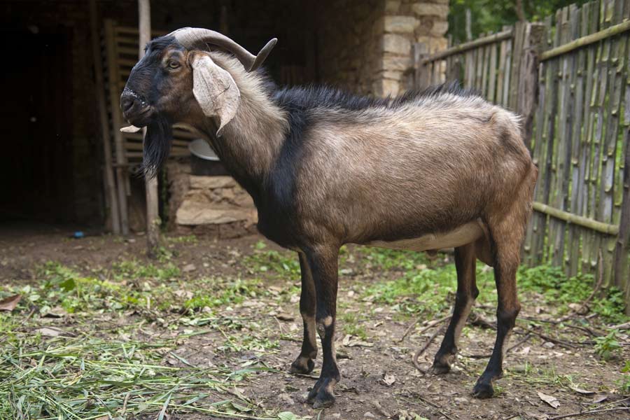 ব্রঙ্কলি এ-ও প্রচার করেছিলেন যে, ছাগলের অণ্ডকোষ দিয়ে ডিমেনশিয়া থেকে এমফিসেমার মতো ২৭টি জটিল রোগ নিরাময় করা সম্ভব। তাই সব ক্ষেত্রেই ছাগলের অণ্ডকোষ দিয়ে চিকিৎসা শুরু করেন ব্রঙ্কলি।