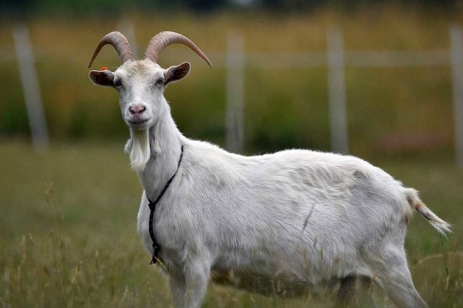 নিজের ধারণা প্রচারের জন্য আমেরিকার কানসাসে অত্যাধুনিক প্রযুক্তিসম্পন্ন একটি রেডিয়ো স্টেশন চালু করেন ব্রঙ্কলি। এই রেডিয়ো স্টেশনের নাম ছিল ‘কেএফকেবি’। এই রেডিয়ো স্টেশনের মাধ্যমে বিনোদনের ছলে সারা দেশের মানুষের কাছে পৌঁছে গিয়েছিলেন তিনি। এর ফলে আরও বাড়তে থাকে তাঁর পসার।