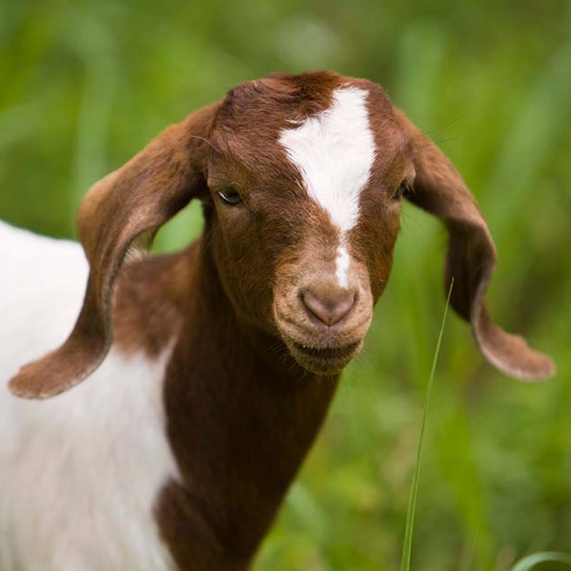 আরও খোঁজ লাগিয়ে দেখা যায়, ছাগলের অণ্ডকোষ লাগিয়ে সুস্থ হওয়া তো দূরের কথা, অনেক রোগীই এর ফলে বিভিন্ন ধরনের সংক্রমণে ভুগছিলেন। মারাও গিয়েছিলেন অনেকে।