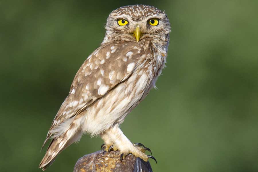 পেঁচার আক্রমণের জেরে ওই পথে আর হাঁটেন না ওই মহিলা। 
