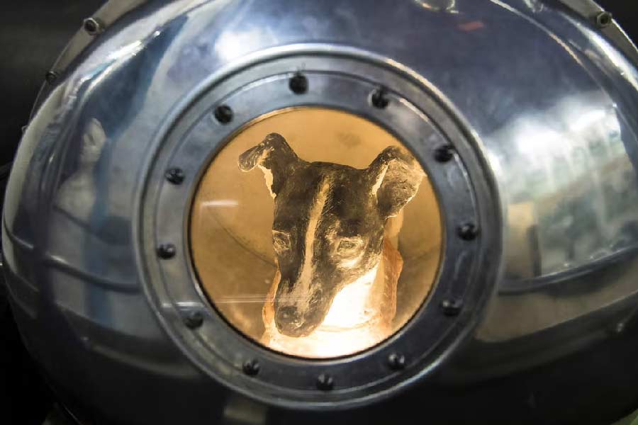 ১৯৫৭ সালের এই দিনেই পথকুকুর লাইকাকে নিয়ে মহাকাশে পাড়ি দিয়েছিল রাশিয়ার মহাকাশযান স্পুটনিক-২।  