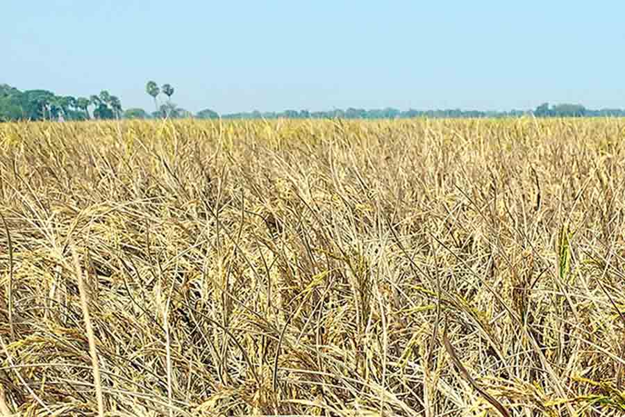 A Photograph of crops