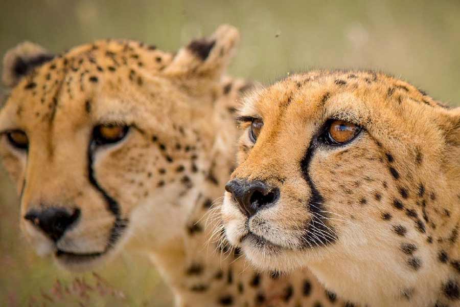 Cheetahs brought from South Africa are of different age groups.