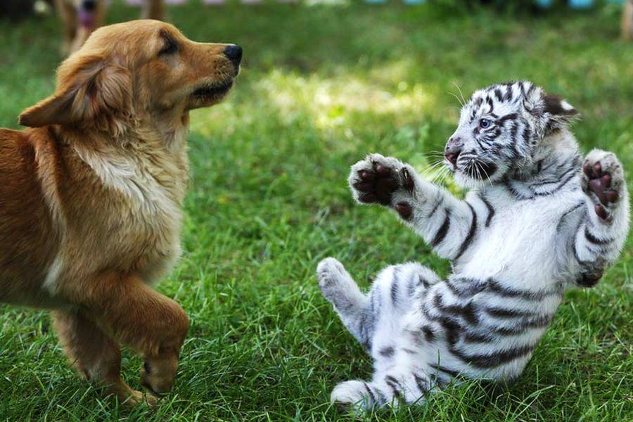 একটি কুকুরের দিকে এগিয়ে আসছে একাধিক অতিকায় বাঘ। ওজন প্রায় ১৫০ থেকে ২০০ কেজির কাছাকাছি। কুকুরের ঘাড়ের কাছে নিজের মুখটা নিয়ে যাচ্ছে সে। এই বুঝি কামড় বসাল কুকুরের ঘাড়ে। কিন্তু এ কী! কামড়ানোর বদলে কুকুরটিকে আদর করতে শুরু করল বাঘটি।